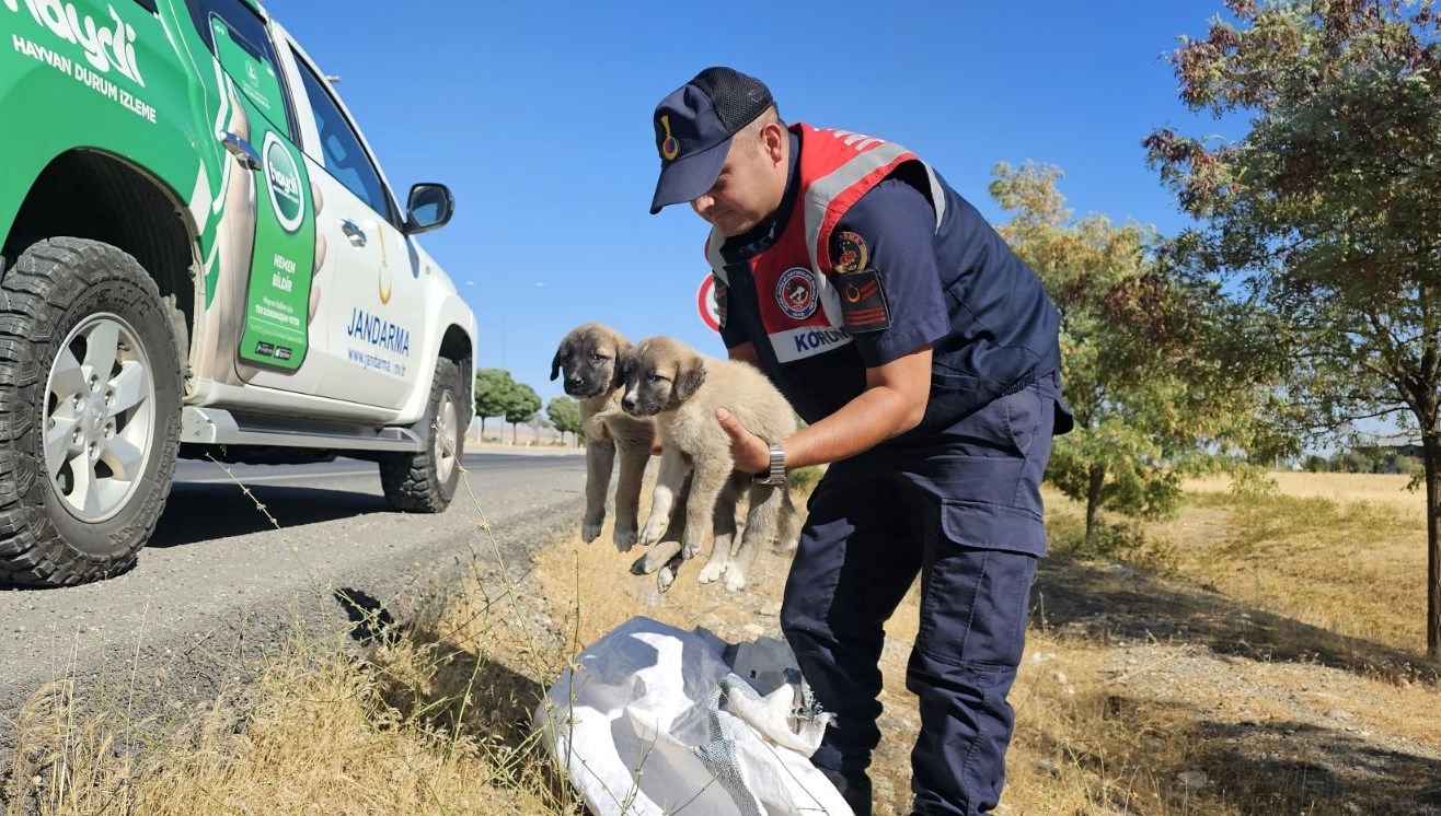 musta cuval icerisinde yavru kopekler bulundu 9eUH4j7R