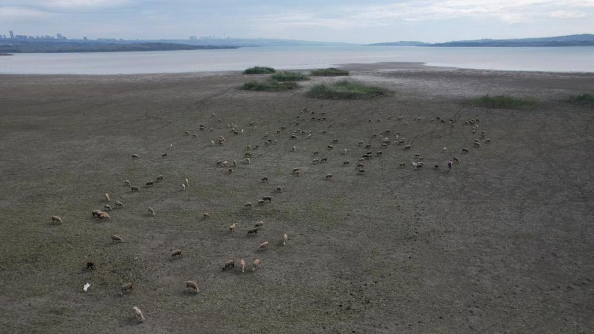 istanbulda kuraklik alarmi buyukcekmece golunde koyunlar otluyor qPmzKi7i.jpg