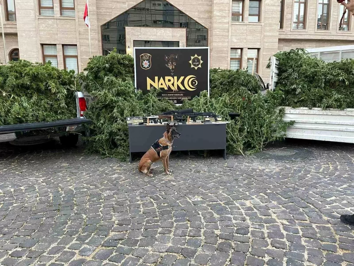 kiliste uyusturucu operasyonu 283 kok hint keneviri ve silah ele gecirildi yC5TvpKe.jpg