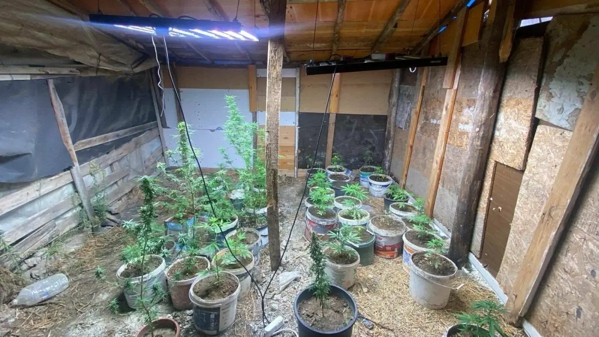 kusadasinda hint keneviri yetistiren iki supheli yakalandi iEJJGFE6