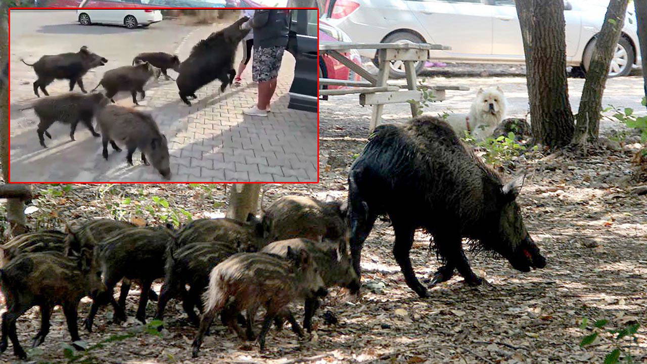 beslemeye calistigi yaban domuzu tatilcinin kolunu isirdi t5SuKlRt.jpg