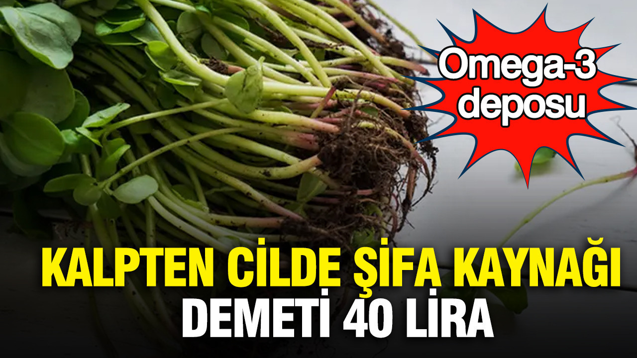 Semizotu: Omega-3 Zengini Şifa Kaynağı, Pazarlarda 40 Lira!
